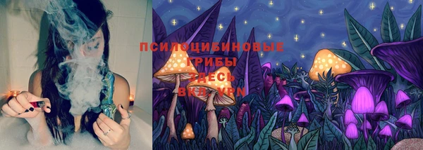 индика Новозыбков